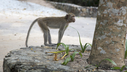 Rhesus Macaque Pose