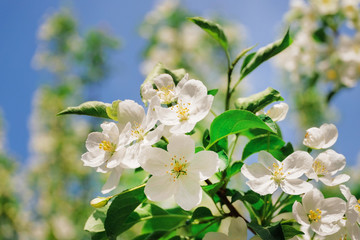 Obraz premium Close-up a branch of a blossoming apple tree against a blue sky background. Space for text. Summer and spring trend in fashion.