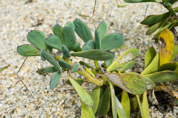 Senecio crassissimus Asteraceae tsarasaotra ambositra plant leaf close up