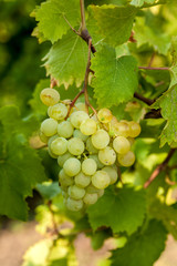 Grapes