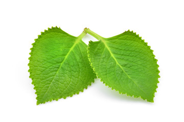 Green Leaves (Country Borage,Indian Borage,Coleus amboinicus Lour( Plectranthus amboinicus (Lour.)) isolate on white background.