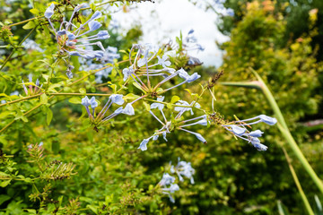 Plumbago auriculata Plumbaginaceae blue plumbago in park close up