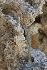 Oertzen Rock Lizard (Anatolacerta Oertzeni)/Anatolacerta Oertzeni lizard basking on rock