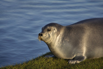 Seal
