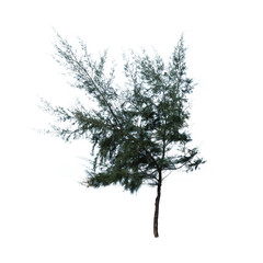 pine tree on white