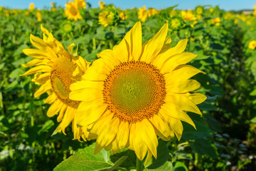 Fototapeta premium Yellow field of sunflowers