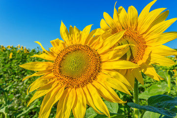 Naklejka premium Yellow field of sunflowers