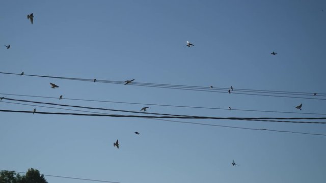 Birds fly in the blue sky than sitting on high-voltage wires. A flock of birds soaring in the sky.