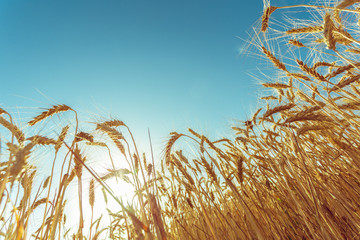 golden wheat field and sunny day