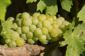 Large bunches of grapes ripen against a background of greenery, close-up