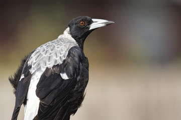 Fototapeta premium Australian Magpie (Cracticus tibicen) photographed in Melbourne Australia