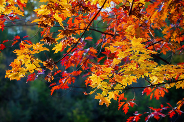 Close-up of scenic of beautiful vivid colorful autumn maple and oak branches on dark background. Fall has come, real beauty of autumn colors