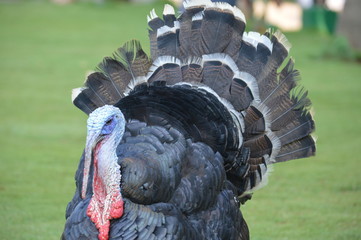 Turkey bird