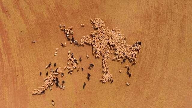 Havadan Koyun S&uuml;r&uuml;s&uuml;