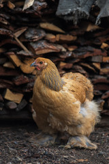 Chicken walking in the yard