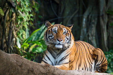 Close up tiger.