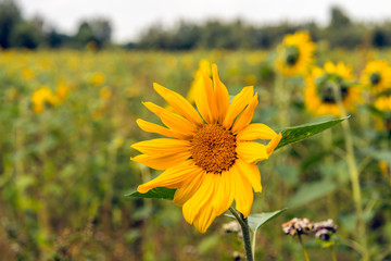 Sunflower blooming in a field edge from close