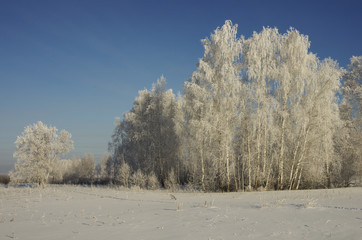 Landscape of winter forest in a frosty sunny day