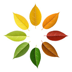 Autumn leaf set arranged in circle with color palette, isolated on white, for autumn design and decoration. Realistic vector illustration.