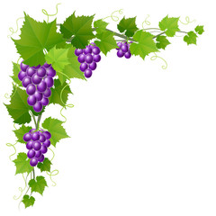 Purple grape corner decoration with leaves, realistic vector illustration, isolated on white, for harvest and autumn design