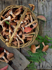 mushrooms honey agarics in basket on grey wooden background. Top view