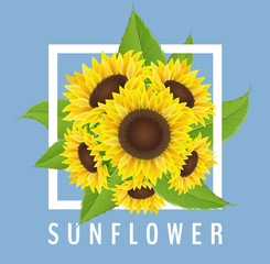 Sunflower bouquet from top view, on blue background, with white frame. Realistic vector illustration for summer and autumn decoration and design