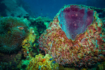 Sponge