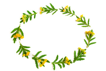 tansy with leaf isolated on a white background with copy space for your text. Top view. Medical herb