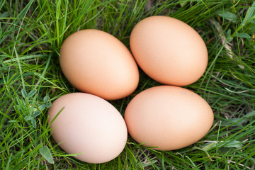 chicken eggs lying in a nest of green grass
