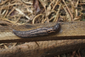 Black snail on a wooden board