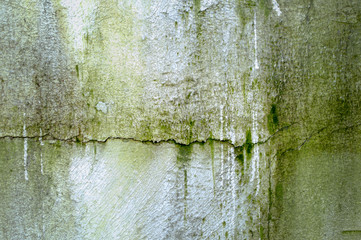 Green mold on the old wall