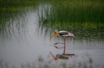 Painted Stork in the morning