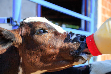Feeding calf with bottle of milk © nakedking