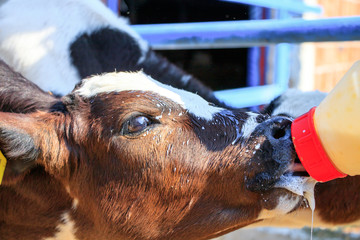 Feeding calf with bottle of milk