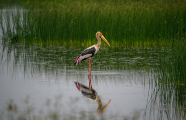 Painted Stork Stand