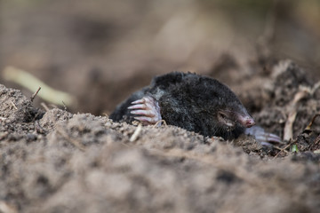 A curious mole sticking his nose out in the light in garden. Shallow depth of field portrait of a mole.