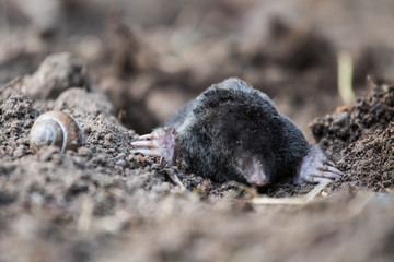 A curious mole sticking his nose out in the light in garden. Shallow depth of field portrait of a mole.