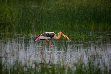 Painted Stork Walking on Water