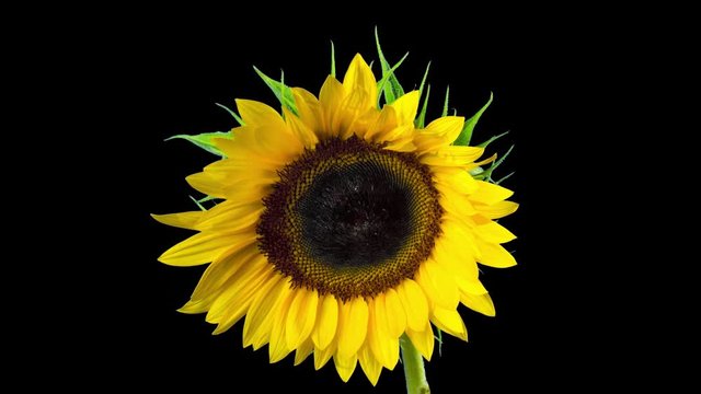 Sunflower blooms, time-lapse with alpha channel