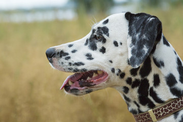 portrait of Dalmatian close-up