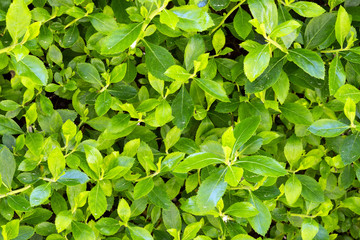 Green Leaf Background