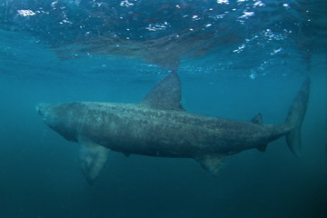 Fototapeta premium basking shark, cetorhinus maximus, Coll island, Scotland