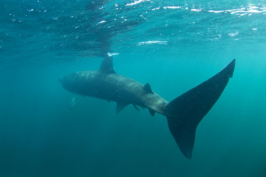 Basking Shark, Cetorhinus Maximus, Coll Island, Scotland