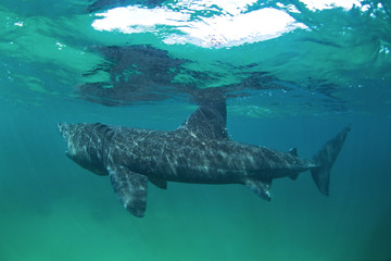 basking shark, cetorhinus maximus, Coll island, Scotland