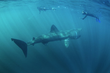 Obraz premium basking shark, cetorhinus maximus, Coll island, Scotland
