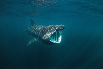 Fototapeta premium olbrzymi rekin, cetorhinus maximus, wyspa Coll, Szkocja