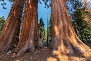 Huge Sequoia Trees In Sequoia National Park, California 