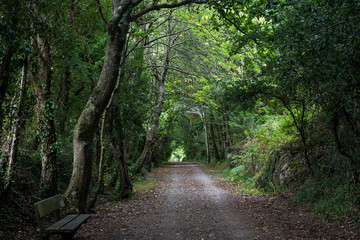 Chemin en forêt