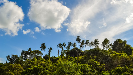 Cliffs, Trees and Sea Green Waters of South Goa, India