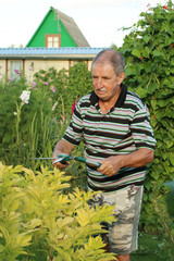 The old gardener cuts a bush with scissors